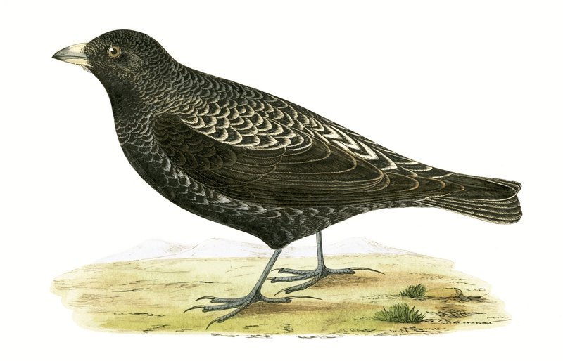 Fekete pacsirta, illusztráció Charles Robert Bree (1811-86) "A History of the Birds of Europe Not Observed in the British Isles" című, 1867-ben megjelent művéből. alkotó: English School