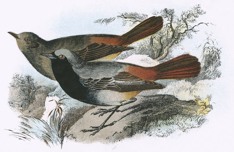 Fekete Redstart alkotó: English School
