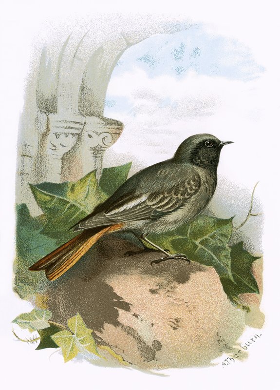 Fekete Redstart alkotó: English School