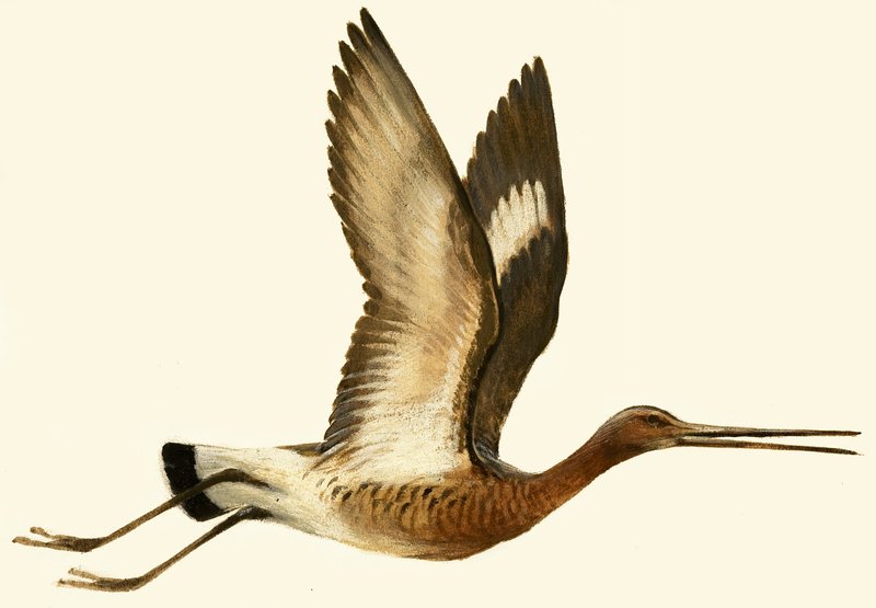 Feketefarkú Godwit alkotó: English School