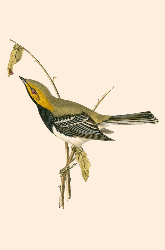 Fekete torkú poszáta, illusztrációja Charles Robert Bree (1811-86) „A Brit-szigeteken nem megfigyelt európai madarak története” című művéből, 1867. alkotó: English School