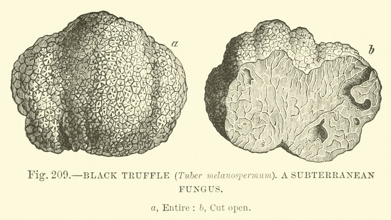 Fekete szarvasgomba (Tuber melanospermum); Föld alatti gomba alkotó: English School