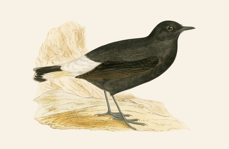 Black Wheatear, illusztrációja Charles Robert Bree (1811-86) „Európa madarainak története, amelyeket nem figyeltek meg a Brit-szigeteken” című művéből, 1867. alkotó: English School