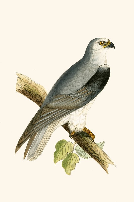 Fekete szárnyas sárkány, Charles Robert Bree (1811-86) 1867-ben megjelent „A Brit-szigeteken nem megfigyelt európai madarak története” című illusztrációja alkotó: English School