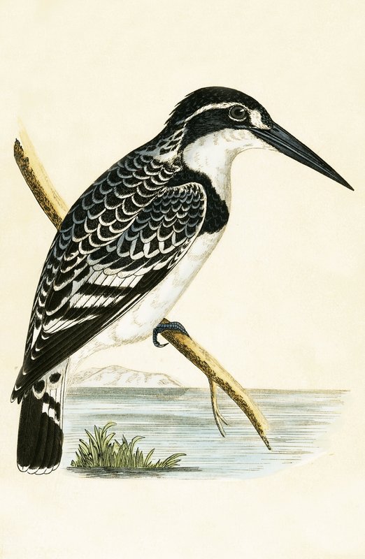 Fekete-fehér jégmadár, illusztrációja Charles Robert Bree (1811-86) „A Brit-szigeteken nem megfigyelt európai madarak története” című művéből, 1867. alkotó: English School