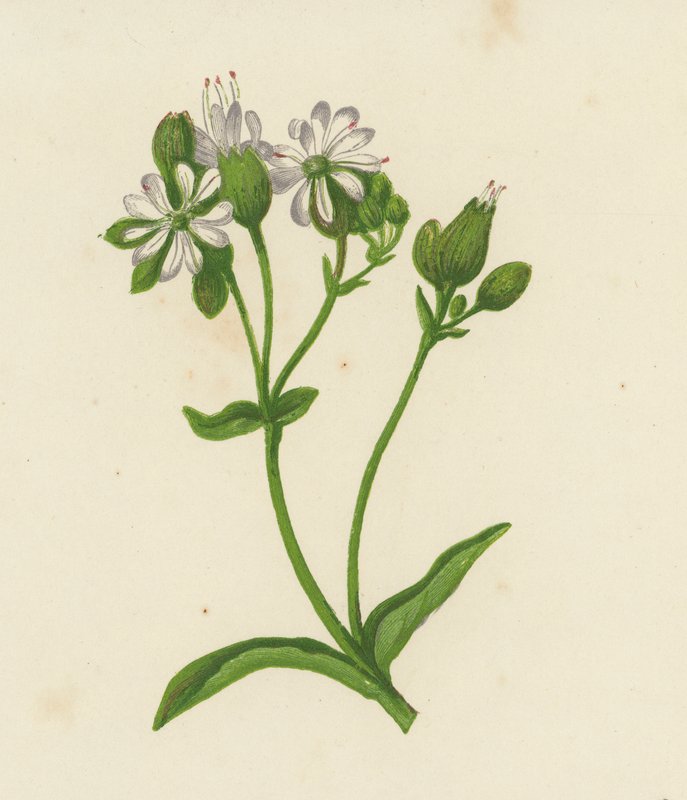 Hólyag Campion vagy Catchfly, Silene Inflata (színes litho) alkotó: English School