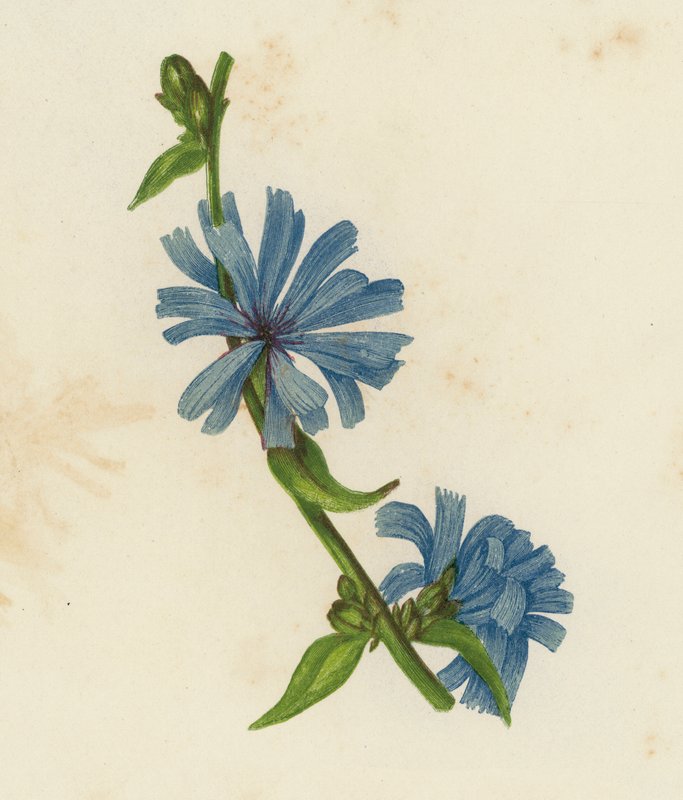 Kék szukkólia, Cichorium Intybus (színes litográfia) alkotó: English School