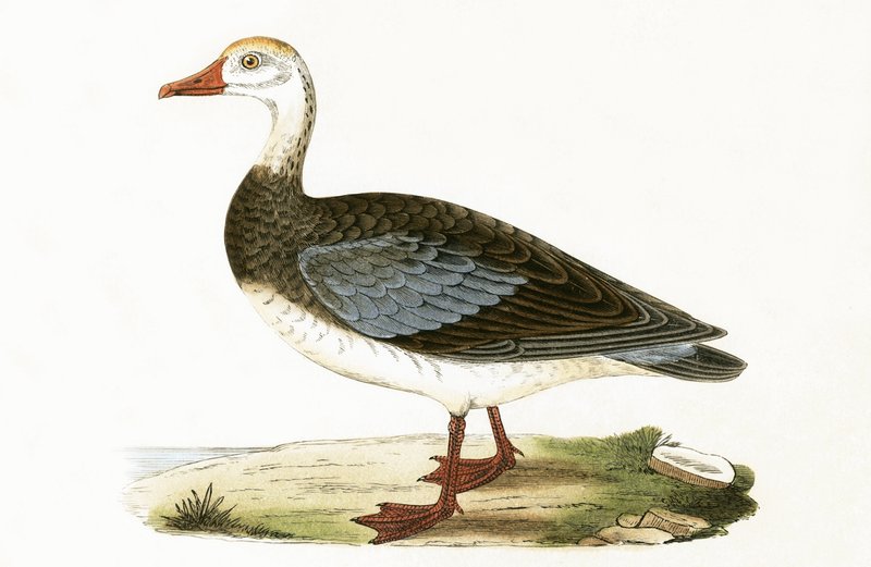 Kékszárnyú lúd, Charles Robert Bree (1811-86) 1867-ben megjelent „A British-szigeteken nem megfigyelt európai madarak története” című illusztrációja alkotó: English School