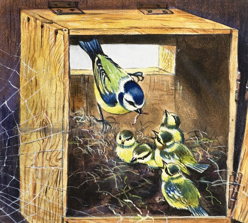 Bluetits alkotó: English School
