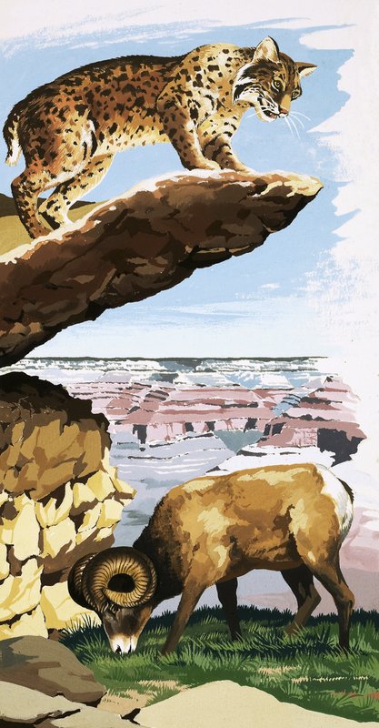 Bobcat és Bighorn juhok a Grand Canyon Nemzeti Parkban alkotó: English School