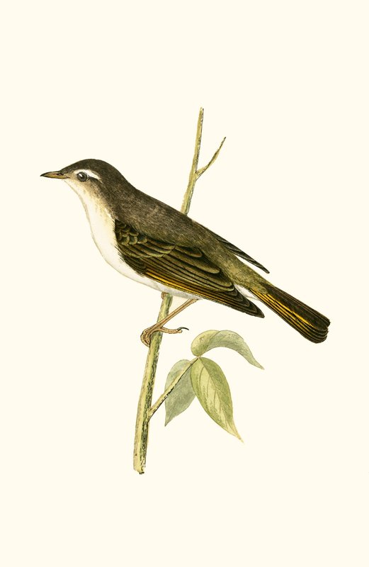 Bonelli pacsirta, illusztrációja Charles Robert Bree (1811-86) „Európa madarainak története, amelyeket nem figyeltek meg a Brit-szigeteken” című művéből, 1867-ben (színes litó) alkotó: English School