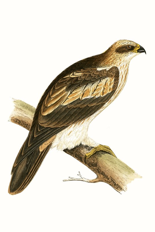 Booted Eagle, illusztrációja Charles Robert Bree (1811-86) „Európa madarainak története, amelyeket nem figyeltek meg a Brit-szigeteken” című művéből, 1867. alkotó: English School