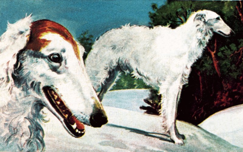 Borzoi alkotó: English School