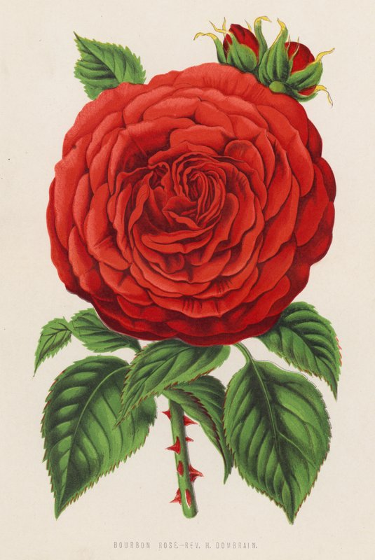 Bourbon Rose, Rev H Dombrain (színes litho) alkotó: English School