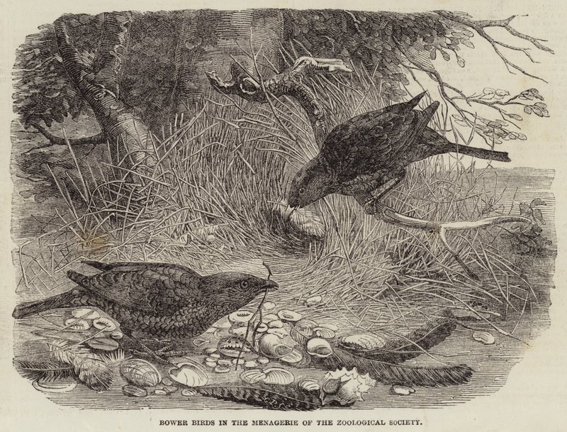 Bower Birds az Állattani Társaság menazsériájában (metszet) alkotó: English School