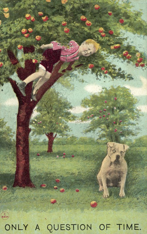 Fiú almafában, lent kutyával várja, hogy leessen (színes litho) alkotó: English School