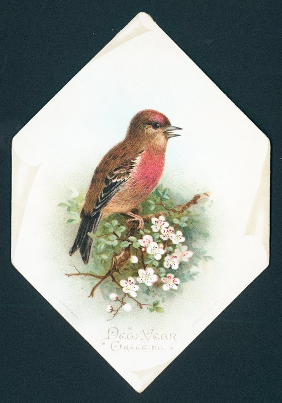 Brambling, újévi kártya alkotó: English School