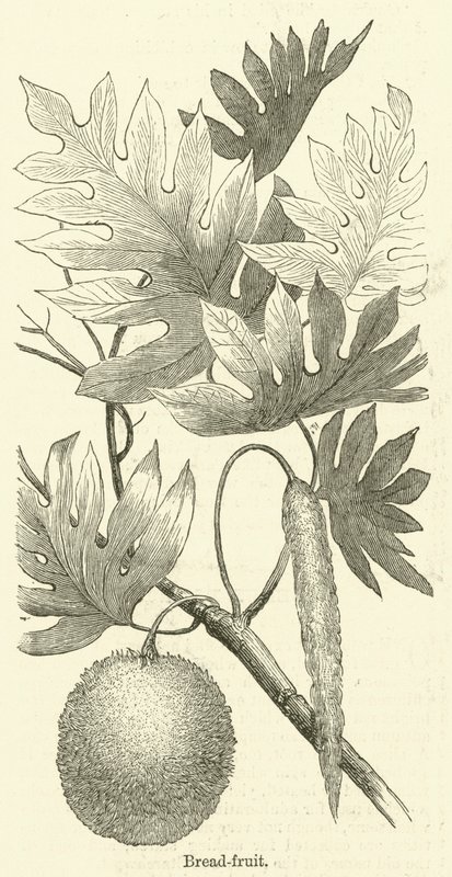 Kenyér-gyümölcs (metszet) alkotó: English School