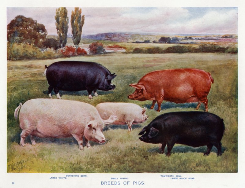 Sertésfajták (színes litho) alkotó: English School