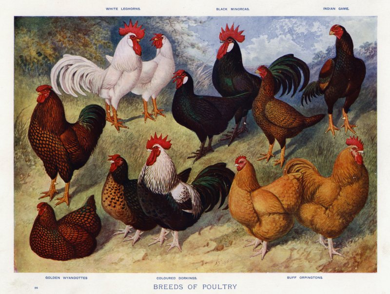 Baromfifajták (színes litho) alkotó: English School