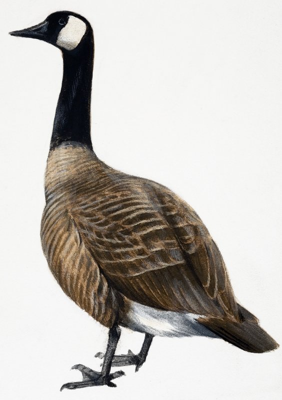 Brent Goose alkotó: English School