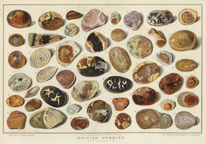 British Pebbles (chromolitho) alkotó: English School