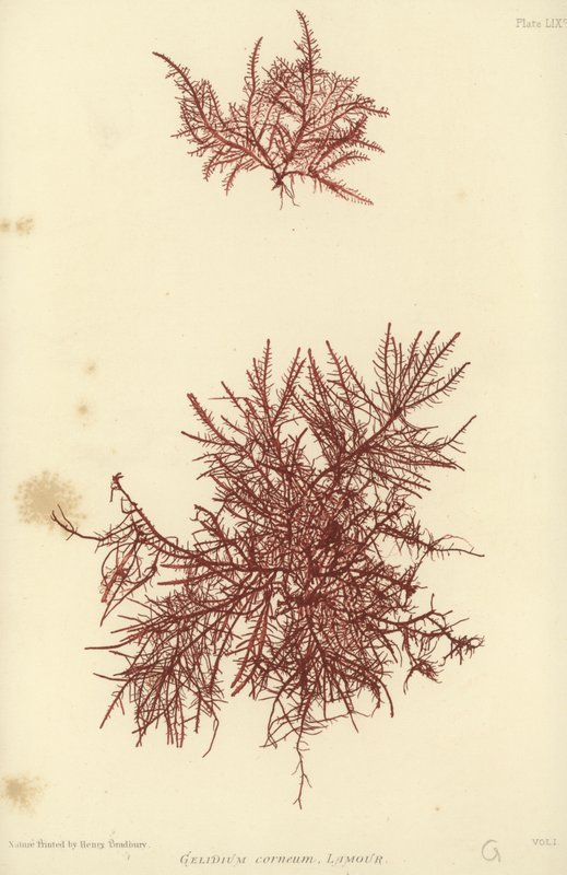 British Sea-Weed (természetesen nyomtatott) alkotó: English School
