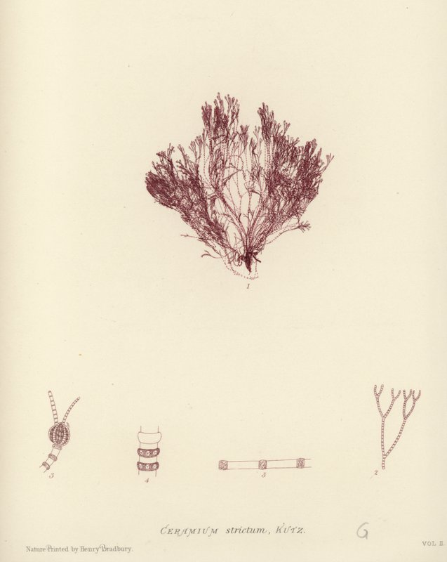 British Sea-Weed (természetesen nyomtatott) alkotó: English School