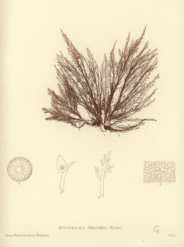British Sea-Weed (természetesen nyomtatott) alkotó: English School