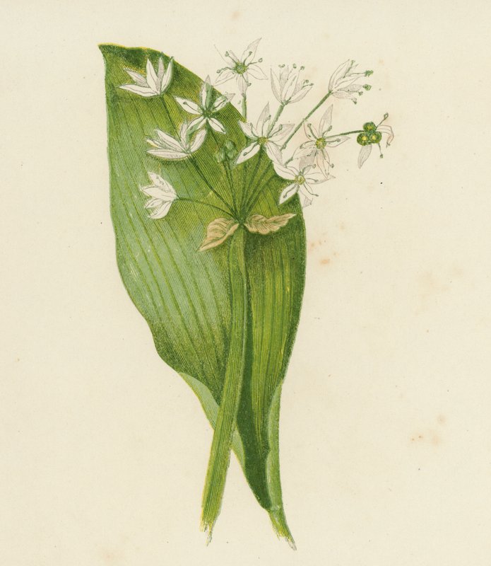 Széleslevelű fokhagyma; vagy: Váltságdíj, Allium Ursinum (színes litográfia) alkotó: English School