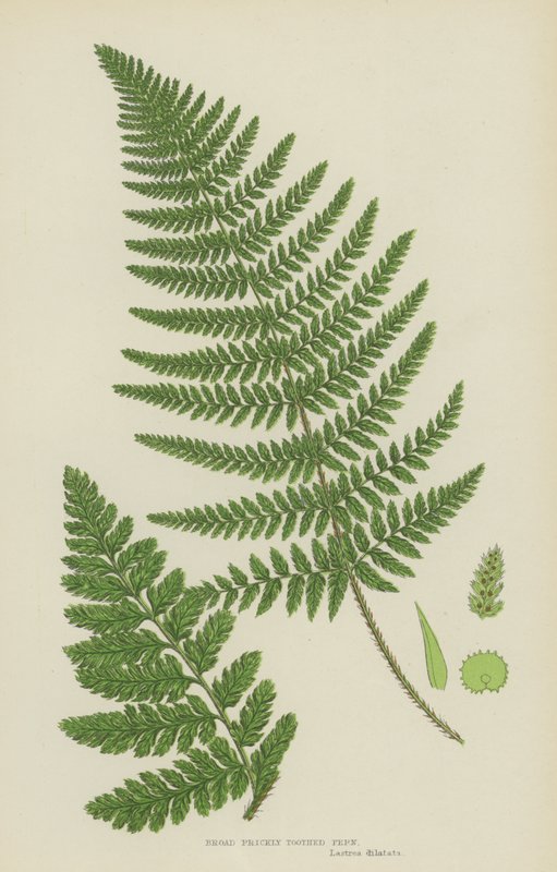 Széles tüskés fogazott páfrány (színes litográfia) alkotó: English School