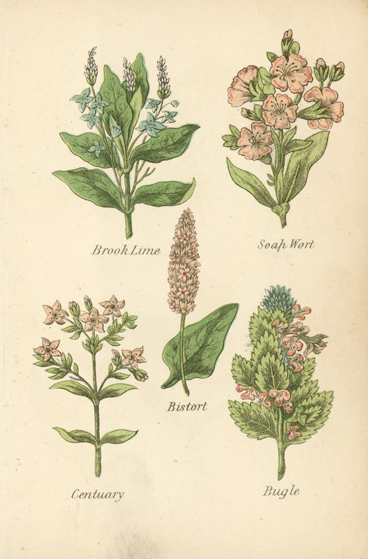 Brook Lime, Soap Wort, Bistort, Centuary, Bugle (színes litográfia) alkotó: English School