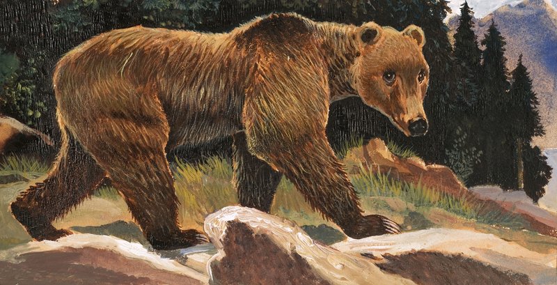 Barna medve (Kodiak Bear) alkotó: English School