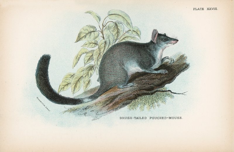 Brush-tailed Pouched-Mouse alkotó: English School