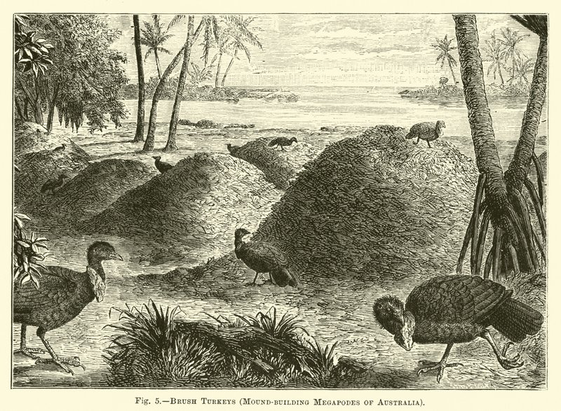 Brush Turkeys, Ausztrália halomépítő megapódai alkotó: English School