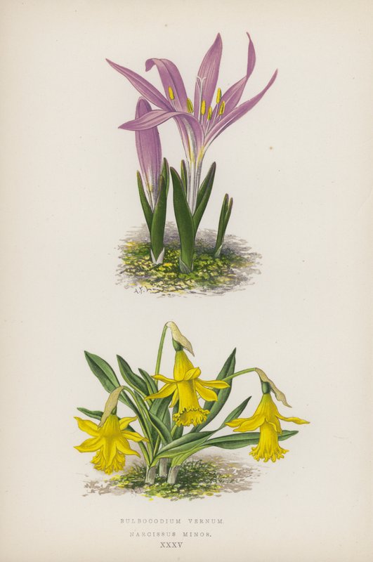 Bulbocodium Vernum; Narcissus Minor (színes litó) alkotó: English School