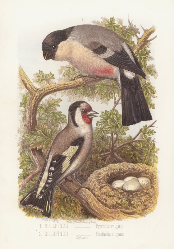 Süvöltő, Pyrrhula Vulgaris és aranypinty, Carduelis Elegans (színes litó) alkotó: English School