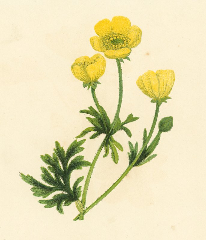 Boglárka, Ranunculus Bulbosus (színes litó) alkotó: English School
