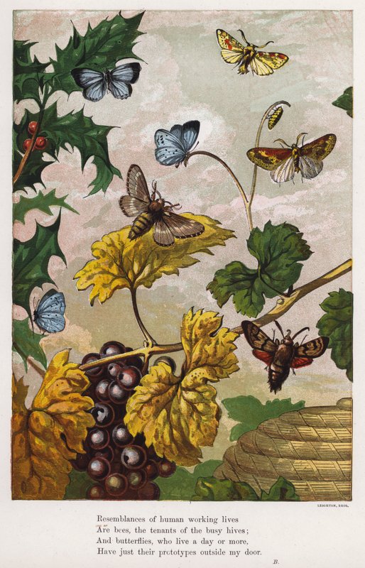 Pillangók, lepkék, szőlőtőkék és magyal (színes metszet) alkotó: English School