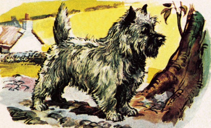 Cairn terrier alkotó: English School
