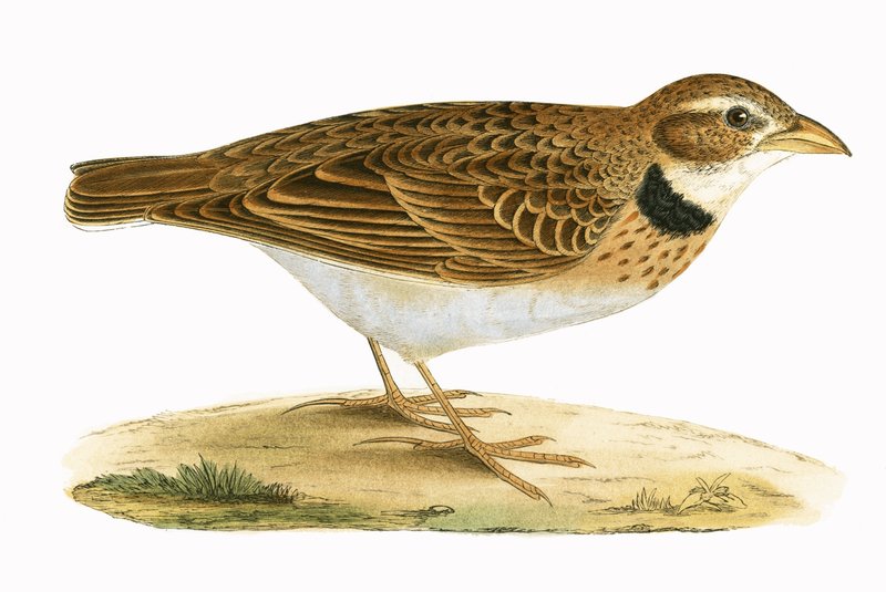 Calandra Lark, Charles Robert Bree (1811-86) „A History of the Birds of the Birds of Europe Not Observed in the British Isles” (1867-ben megjelent) illusztrációja. alkotó: English School