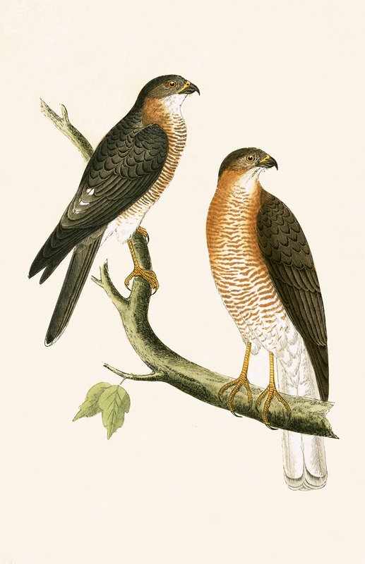 Calcutta Sparrow Hawk, illusztráció Charles Robert Bree (1811-86) „A British-szigeteken nem megfigyelt európai madarak története” című művéből, 1867-ben megjelent alkotó: English School