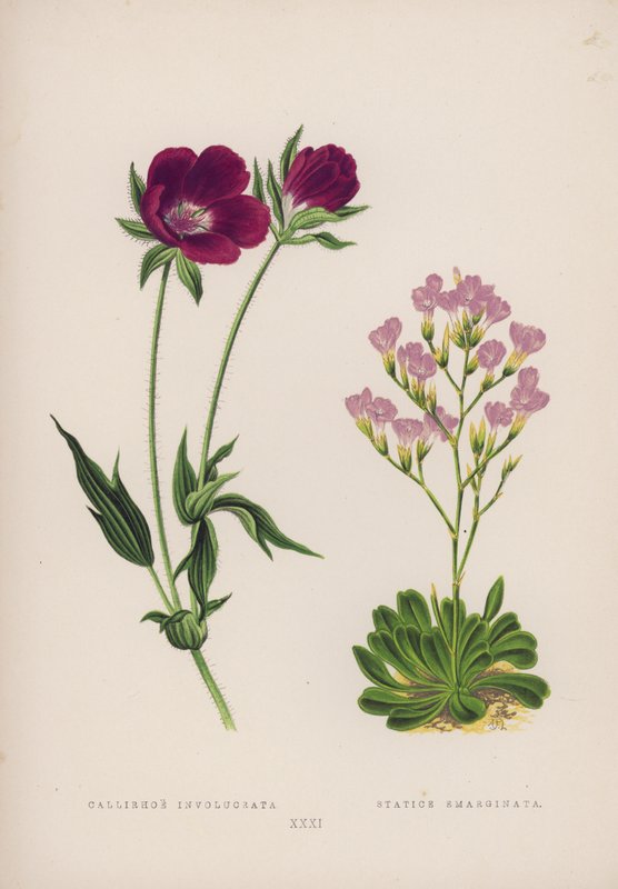 Callirhoe Involucrata; Statice Emarginata (színes litó) alkotó: English School