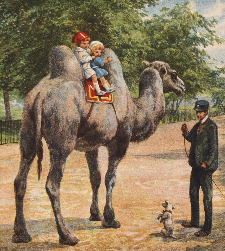 Camel (színes litográfia) alkotó: English School