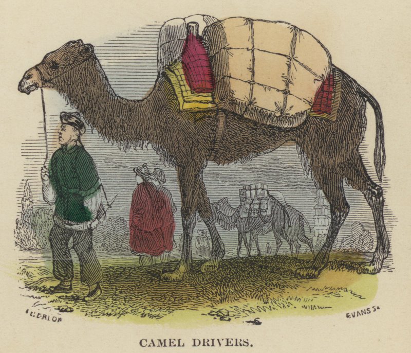Camel Drivers (színes metszet) alkotó: English School