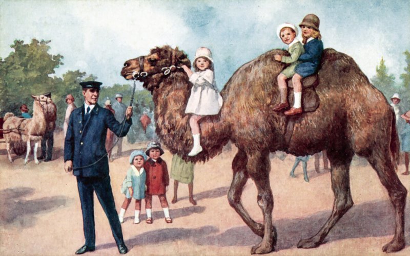 Gyermekeket szállító teve, Londoni Állatkert (színes litho) alkotó: English School