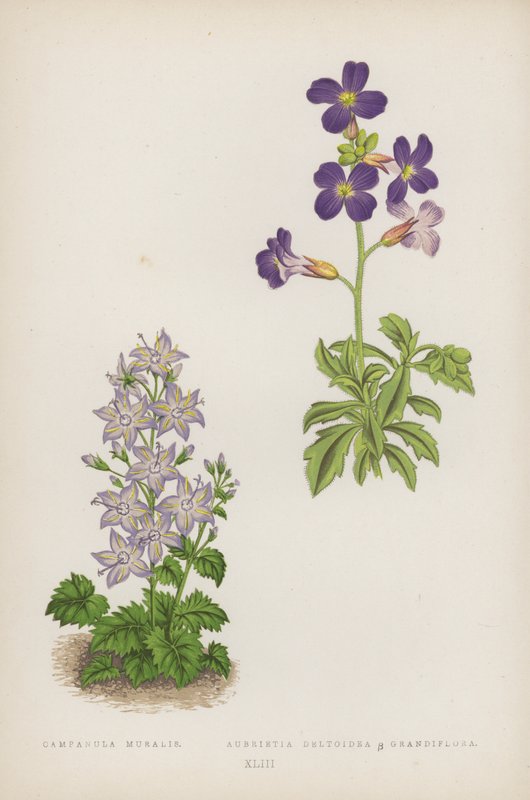 Campanula Muralis; Aubrietia Deltoidea B Grandiflora (színes litó) alkotó: English School