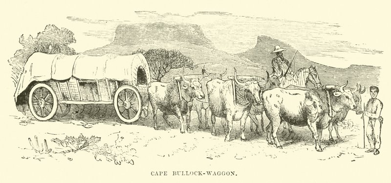 Cape Bullock-kocsi alkotó: English School