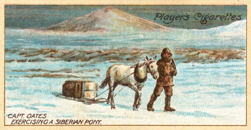 Oates kapitány szibériai pónit gyakorol (chromolitho) alkotó: English School