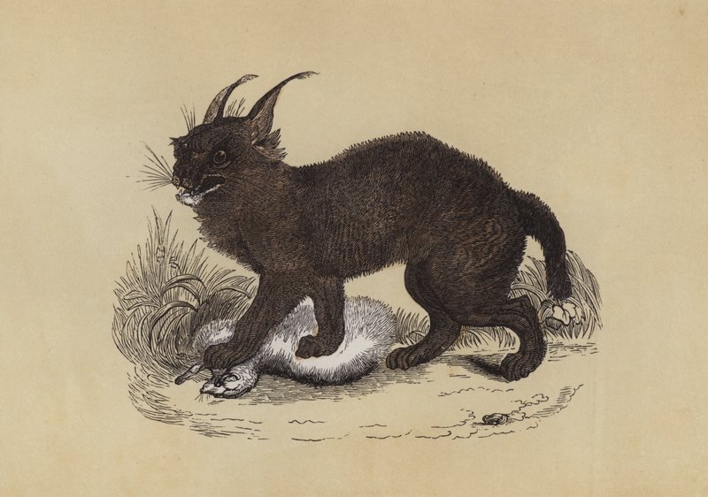 Caracal (színes litográfia) alkotó: English School